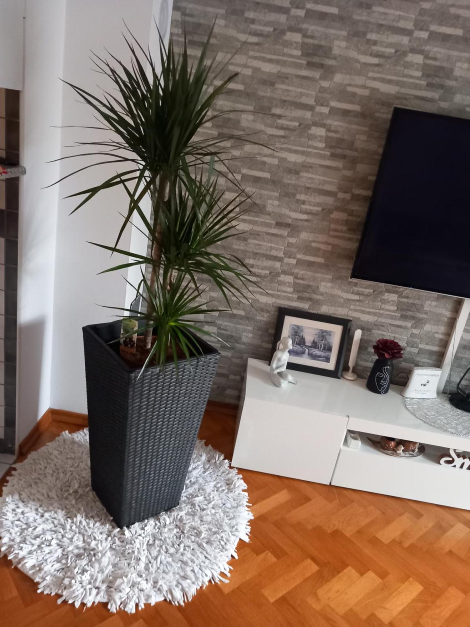 Apartman Petra Palit Екстериор снимка
